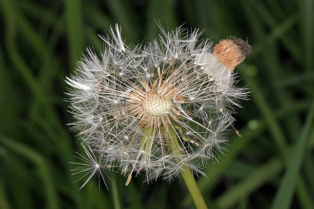 Dandelion flower gone to seed. stock photo