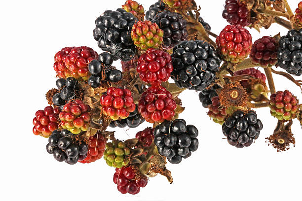 Bunch of blackberries stock photo