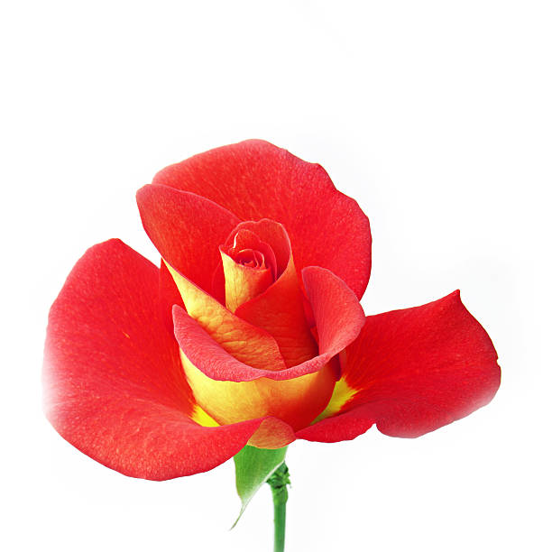 istock sweet flower on white isolated 491103528