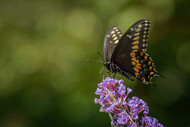 istock Close Up of a Black and Orange Swallowtail Butterfly 491114232