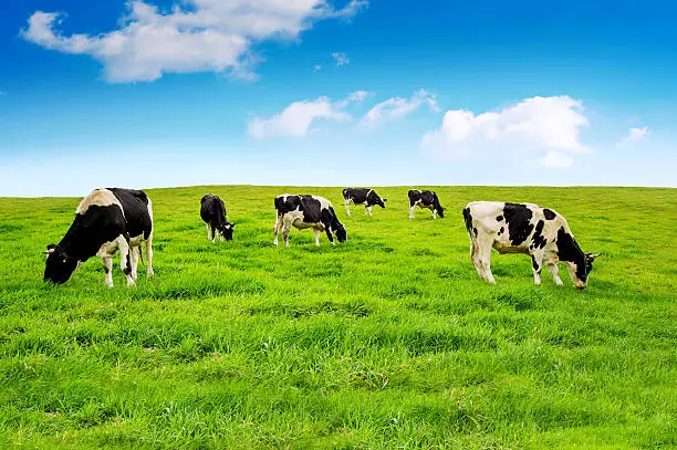Photo of Cows on a green field.