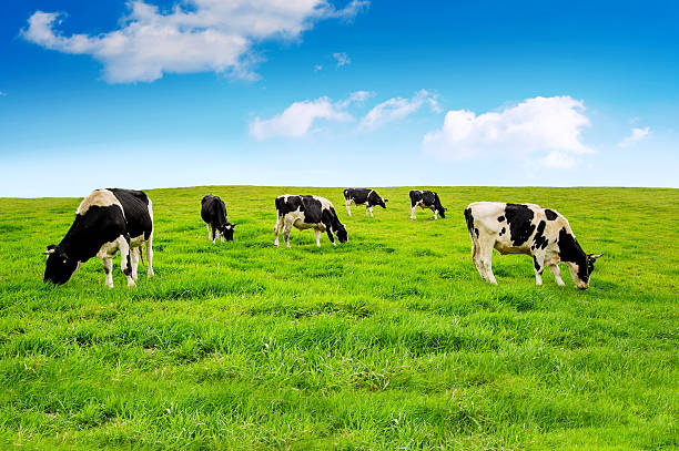 krowy na zielone pole. - agriculture blue field grass zdjęcia i obrazy z banku zdjęć