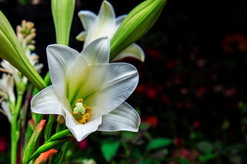 flower oriental Lily 