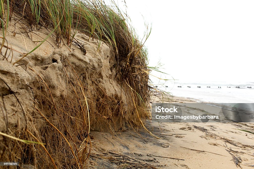 Storm Erosion Hurricane damage to beach dune. Serious Stock Photo