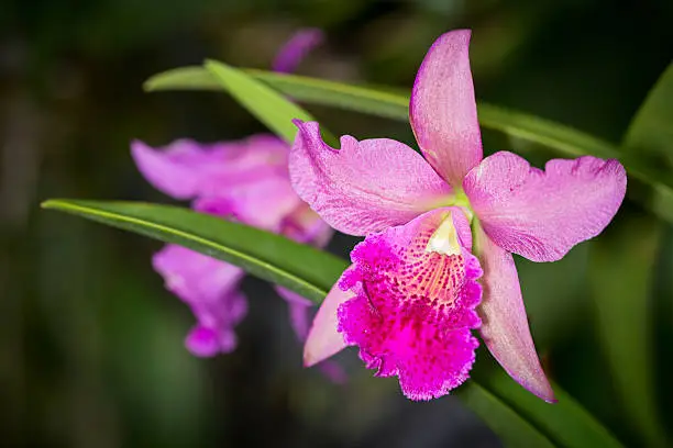 Pik and purple Cahuzacra Hanh Sang orchid flower on dark background, selective focus