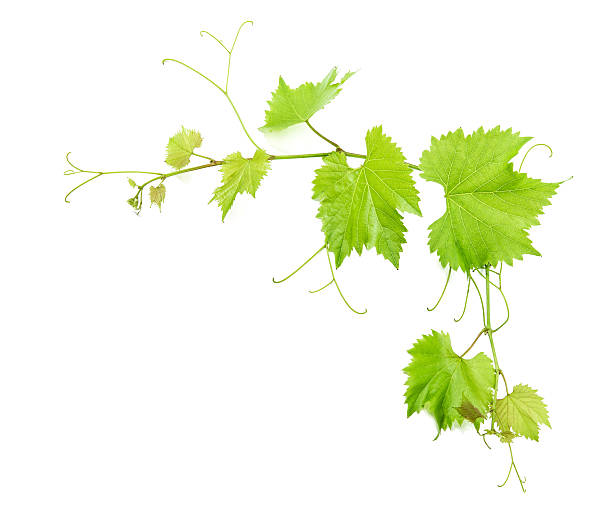 istock Vine leaves isolated on white. Green leaf 491116706