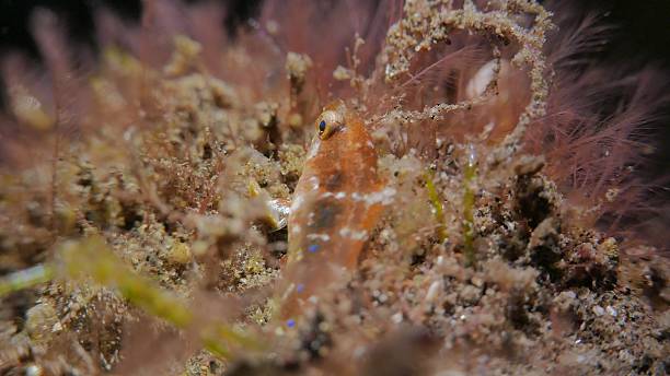 istock Tiny fish laying on the ground undersea, Indonesia 491116848