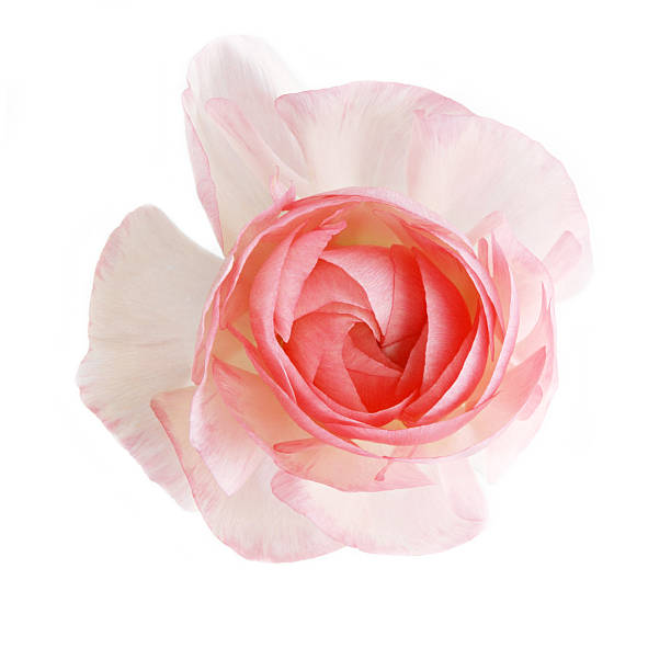 istock sweet flower on white isolated 491117514