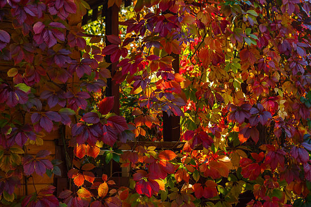 istock Grapes leaves painted in different colors 491117604