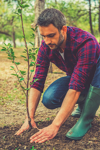 istock New tree in my garden. 491118516