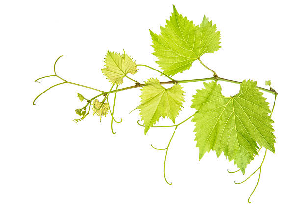 istock Vine leaves branch isolated on white. Green grape leaf 491119064