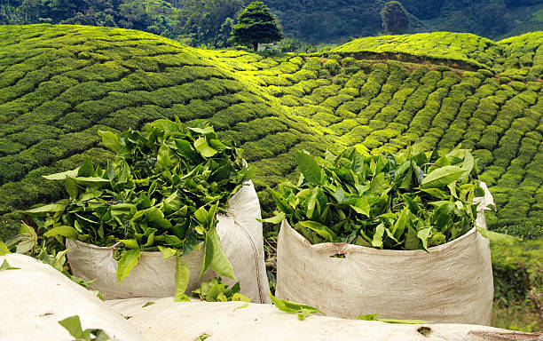 ハーヴェストで茶葉プランテーション - ceylon tea ストックフォトと画像