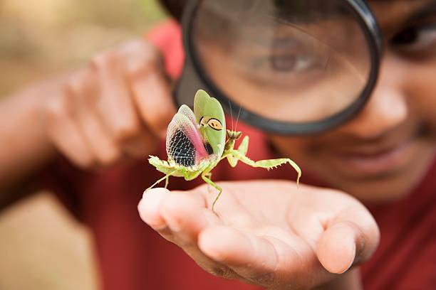 Elementary age boy uses magnifying glass to discover nature.   This curious, student explorer excitedly investigates a praying mantis, which he holds in his hand. Nature background. The child is of Asian, Indian, or Latin descent.  Science, education themes.