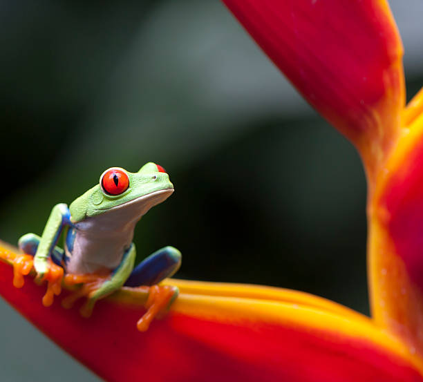 istock RED EYES FROG, COSTA RICA 491122046