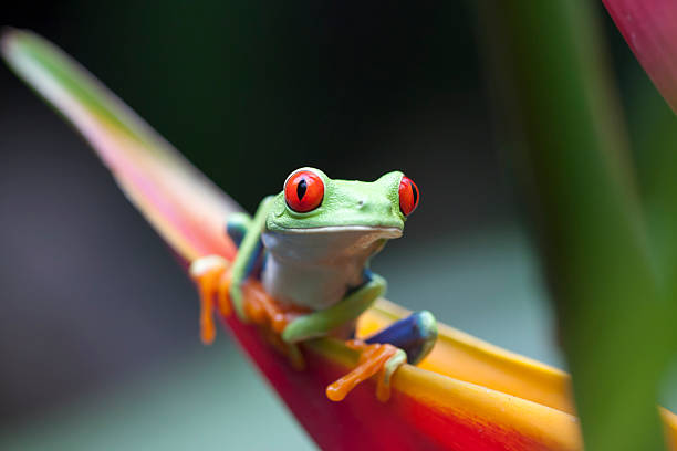 RED EYES FROG, COSTA RICA