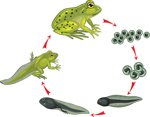 stockillustraties, clipart, cartoons en iconen met life cycle of frog - kikkervisje