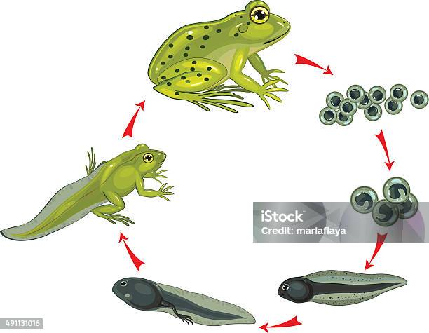 Life Cycle Of Frog Stock Illustration - Download Image Now - Frog, Life Cycle, Tadpole