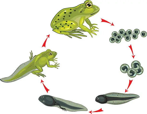 Vector illustration of Life cycle of frog