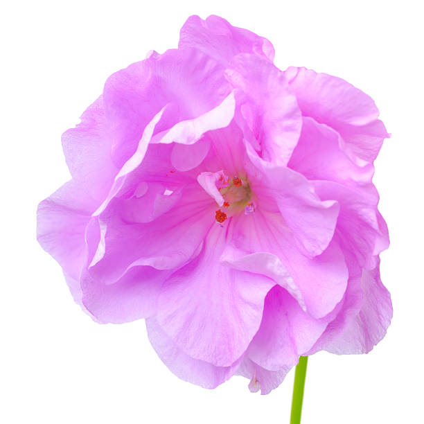 istock beautiful blooming lilac geranium flower 491131682