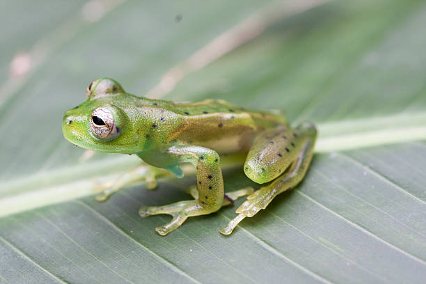 GLASS FROG, COSTA RICA GLASS FROG, COSTA RICA WILDLIFE glass frog stock pictures, royalty-free photos & images