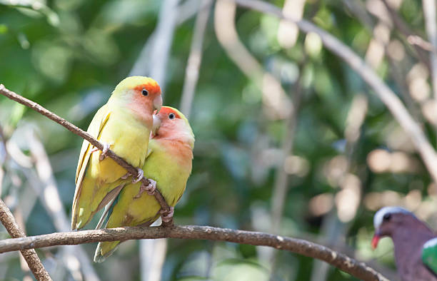 istock Budgerigar bird in the nature 491133016
