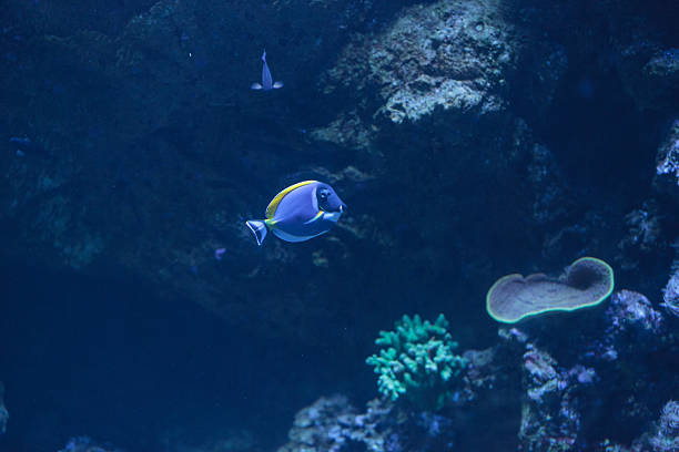 istock Powder blue tang, Acanthurus leucosternon 491133736