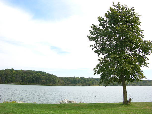 istock Tree by the Edge of the Water 491133896