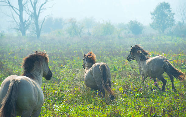 istock Konik horses in a sunny field in autumn 491134432