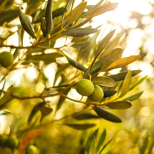 aceitunas rama de un árbol - olive olive tree italy italian culture fotografías e imágenes de stock