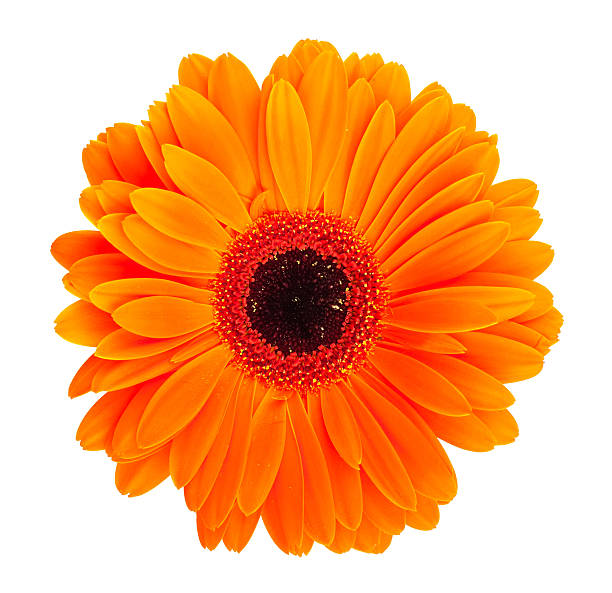 오랑주 gerbera 아이리스입니다 - gerbera daisy single flower flower spring 뉴스 사진 이미지