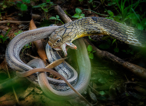 King Cobra snake,Naja bait  in khonkaen Thailand