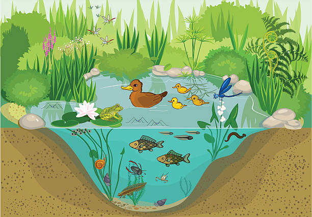 am teich - standing water pond bird nature stock-grafiken, -clipart, -cartoons und -symbole