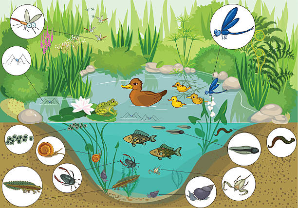 ilustrações de stock, clip art, desenhos animados e ícones de no pond - marsh swamp plant water lily