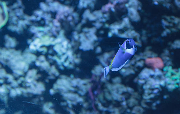 istock Powder blue tang, Acanthurus leucosternon 491136528