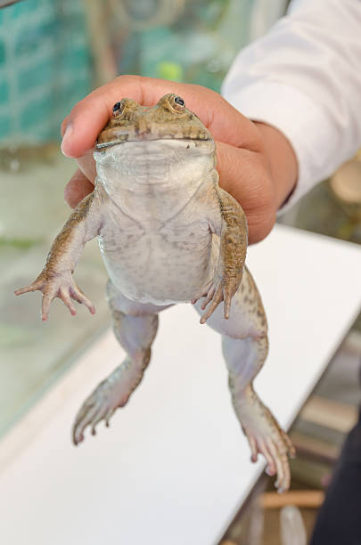 istock Big frog in hands of a person 491136732