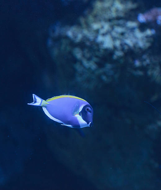 Powder blue tang, Acanthurus leucosternon, is a surgeonfish found in the tropical waters of the Indian Ocean