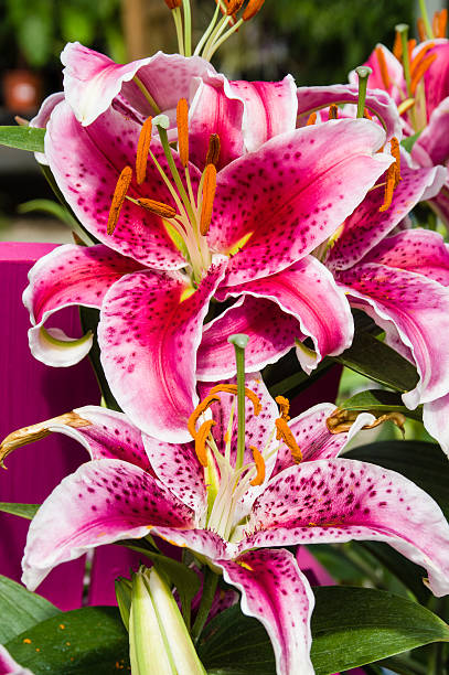 istock Pink Tiger Lily with open blooms 491138126