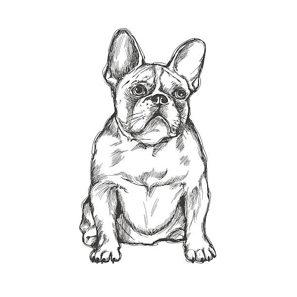 ilustraciones, imágenes clip art, dibujos animados e iconos de stock de bulldog francés - french bulldog