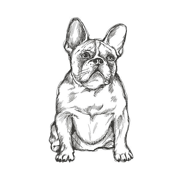 illustrazioni stock, clip art, cartoni animati e icone di tendenza di bulldog francese - brown boy