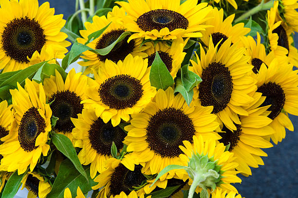 istock Yellow sunflower plants in bloom 491138658