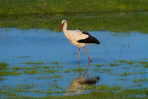 istock European stork, Ciconia, in natural environment 491139375