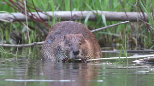 HD Video wild Colorado beaver eating swimming