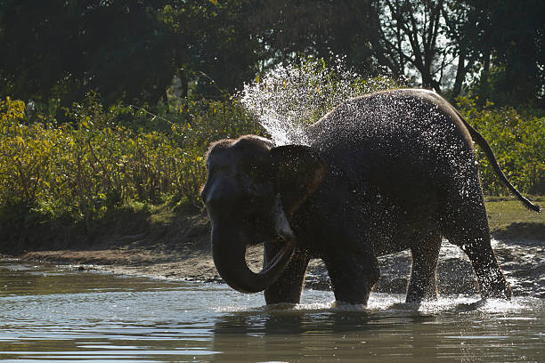 istock Domestic elephant bathing in Nepal 491139959