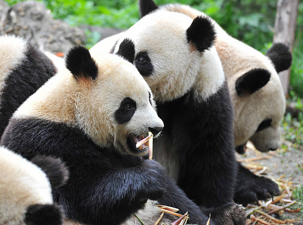 istock Hungry giant panda bear eating bamboo 491140327