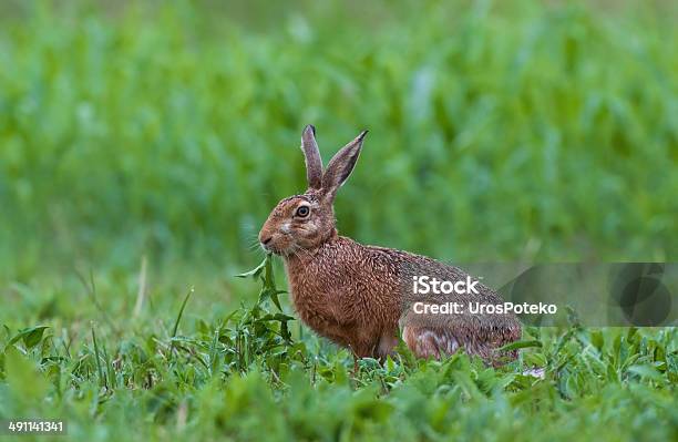 Wild Brown Hare Stock Photo - Download Image Now - Agricultural Field, Alertness, Animal