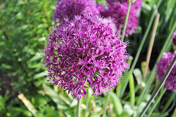 istock Allium, decorative garlic, flowers 491141831