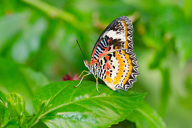 istock Leopard Lacewing Butterfly on Green Leaf 491142237