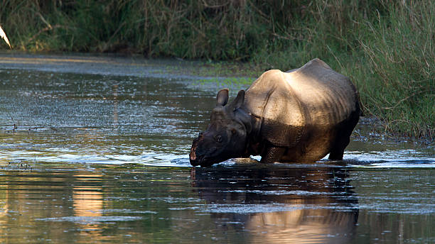 istock Greater One-horned Rhinoceros in Nepal 491143311