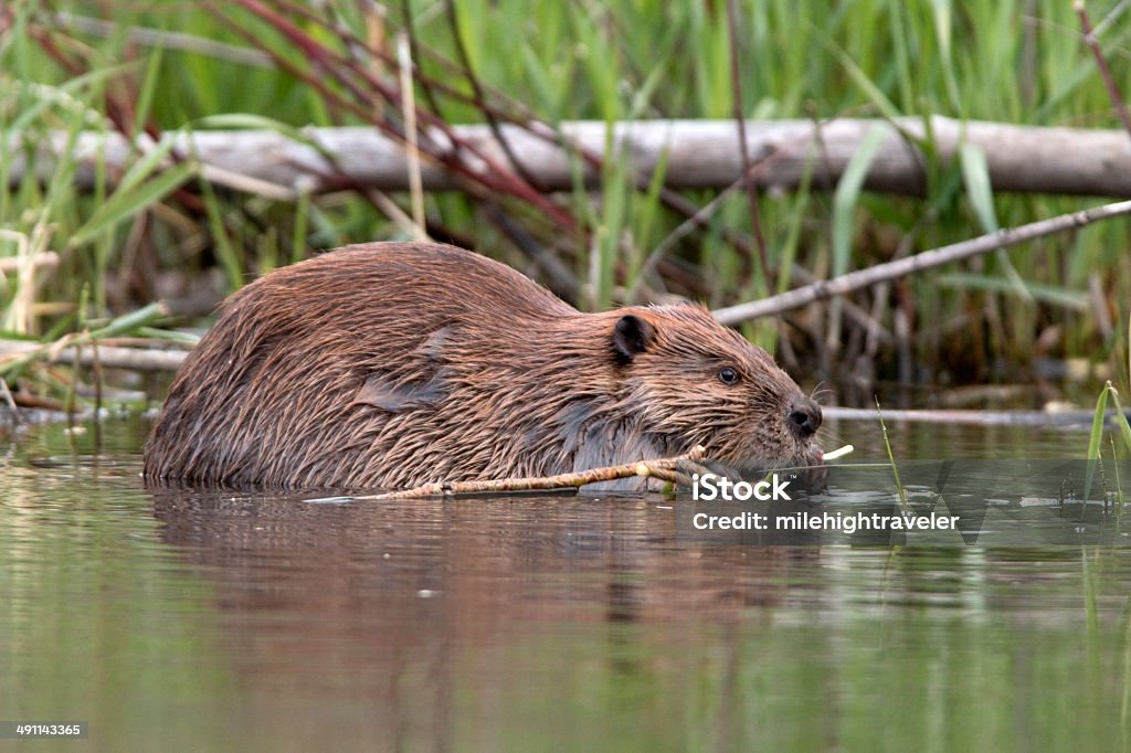 Beaver eats leaves on Bear Creek Colorado Holding the branch of a willow tree in his claws, a large beaver, after sunset, eats the leaves and bark near the shoreline of the Bear Creek which feeds into the South Platte River just outside Denver, Colorado. Beaver Stock Photo