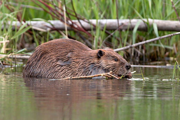 Beaver eats leaves on Bear Creek Colorado stock photo